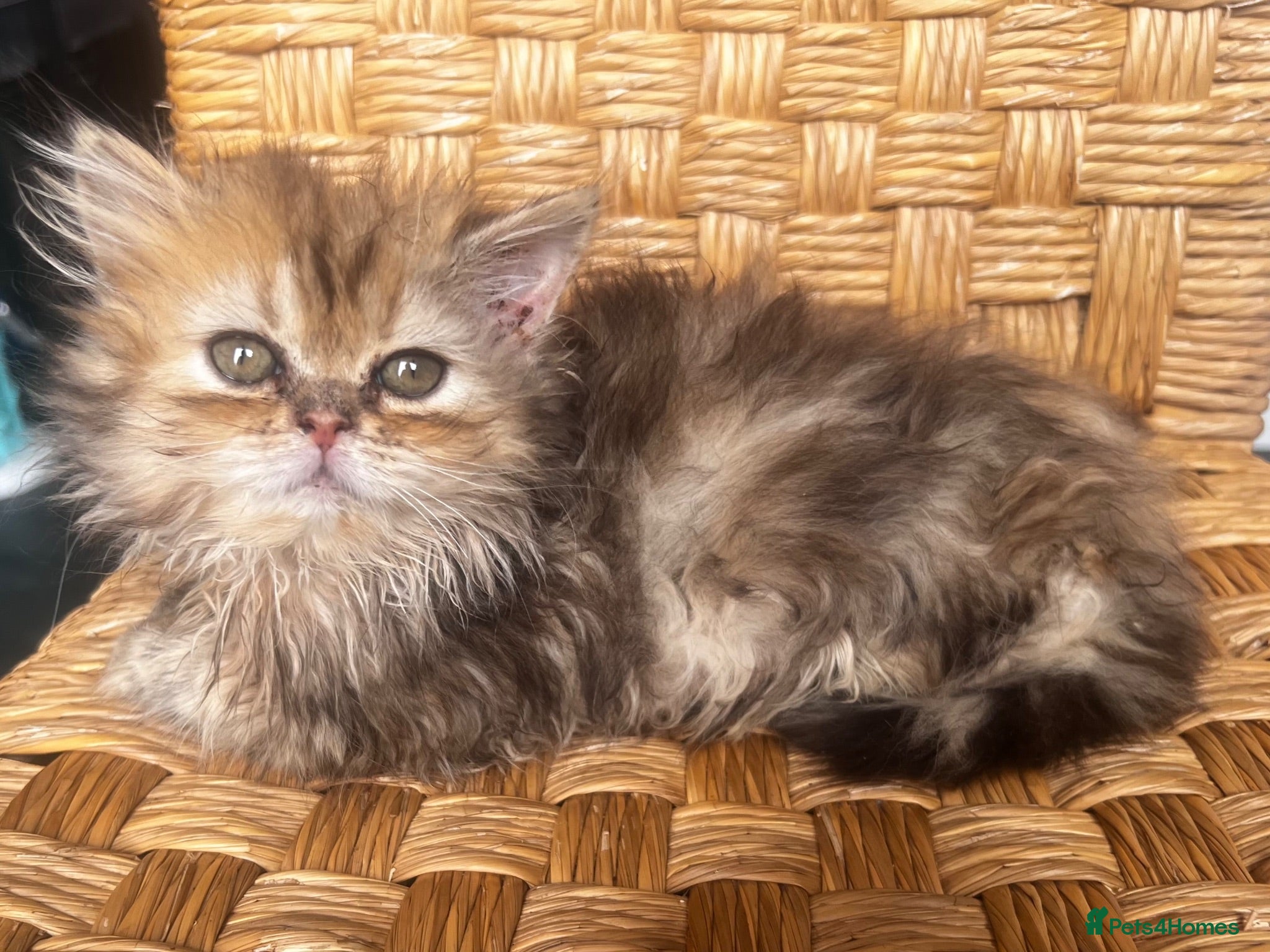 Persian cats FLUFFY PERSIANS READY NOW😻2 left - Advert 1