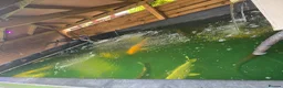Koi Carp fish for sale: Full pond setup for sale - Advert 5