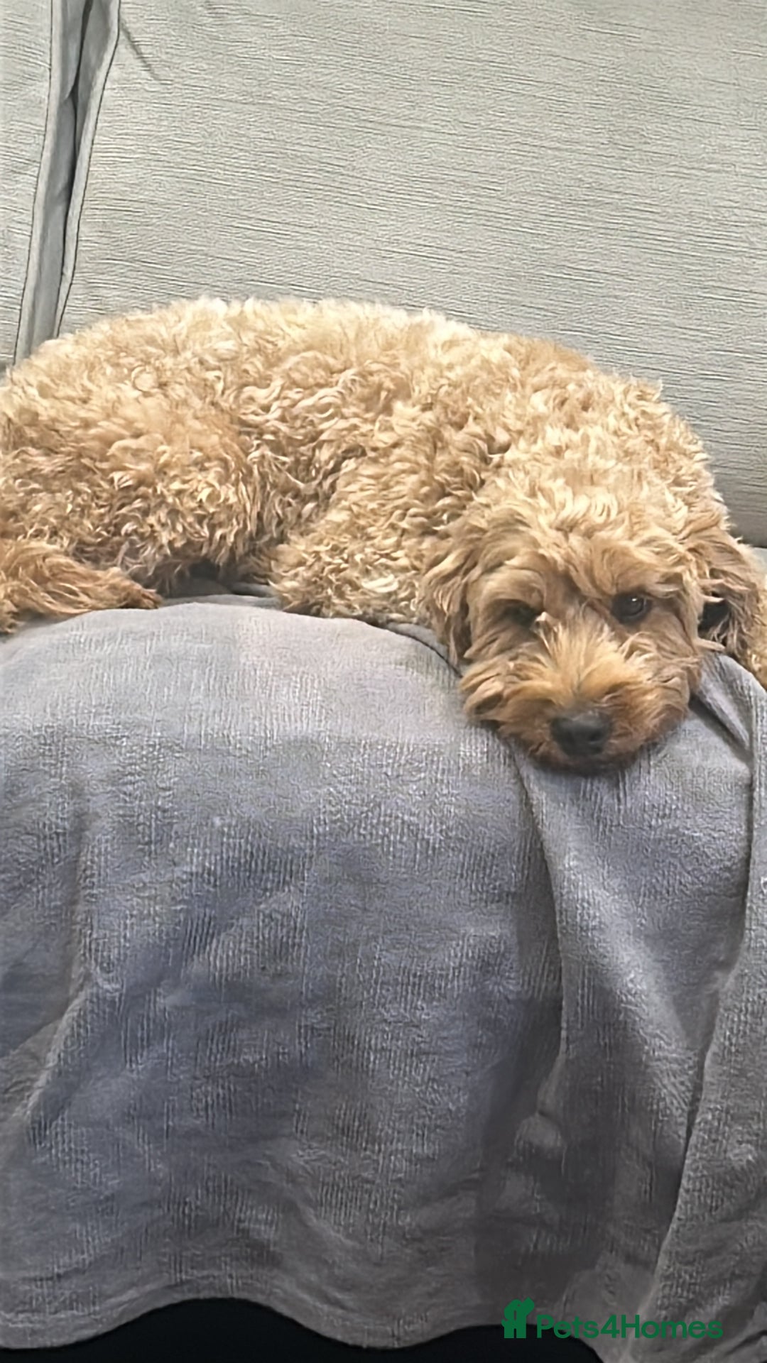 Irish Doodle dogs for sale: Gorgeous Irish Doodle Puppies  🐾 - Image 7