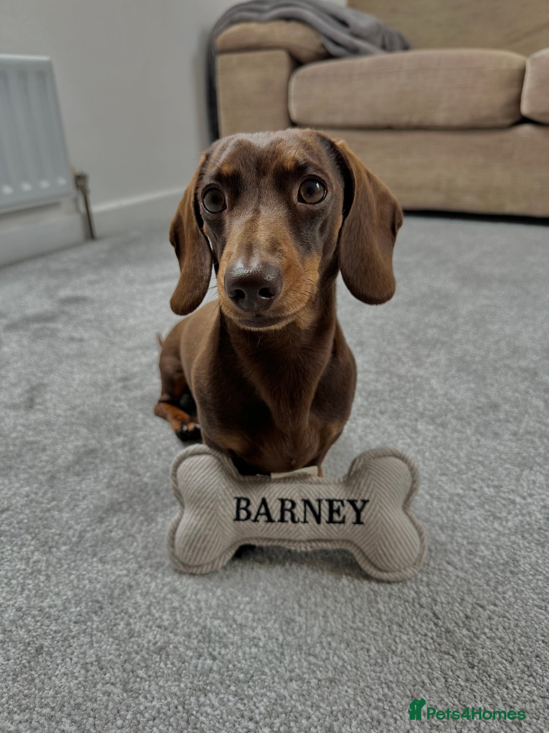 Miniature Dachshund dogs for sale: Miniature Dachshund Puppies  - Advert 8