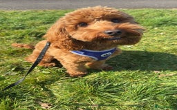 Cockapoo dogs for stud: 1 year old cockapoo for stud - Image 1