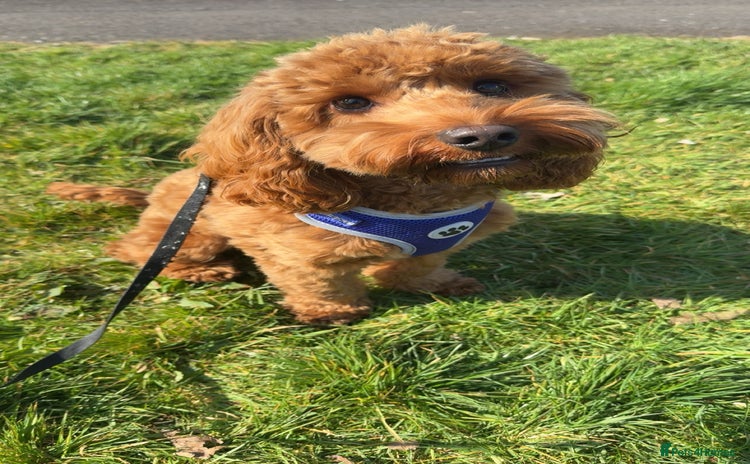 Cockapoo dogs - Advert 1