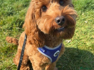 Cockapoo dogs - Advert 6