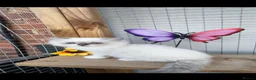 Ragdoll cats for sale: Full breed ragdoll kitten - Advert 5
