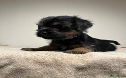 Border Terrier dogs for sale: Border Terrier Puppies - Image 7
