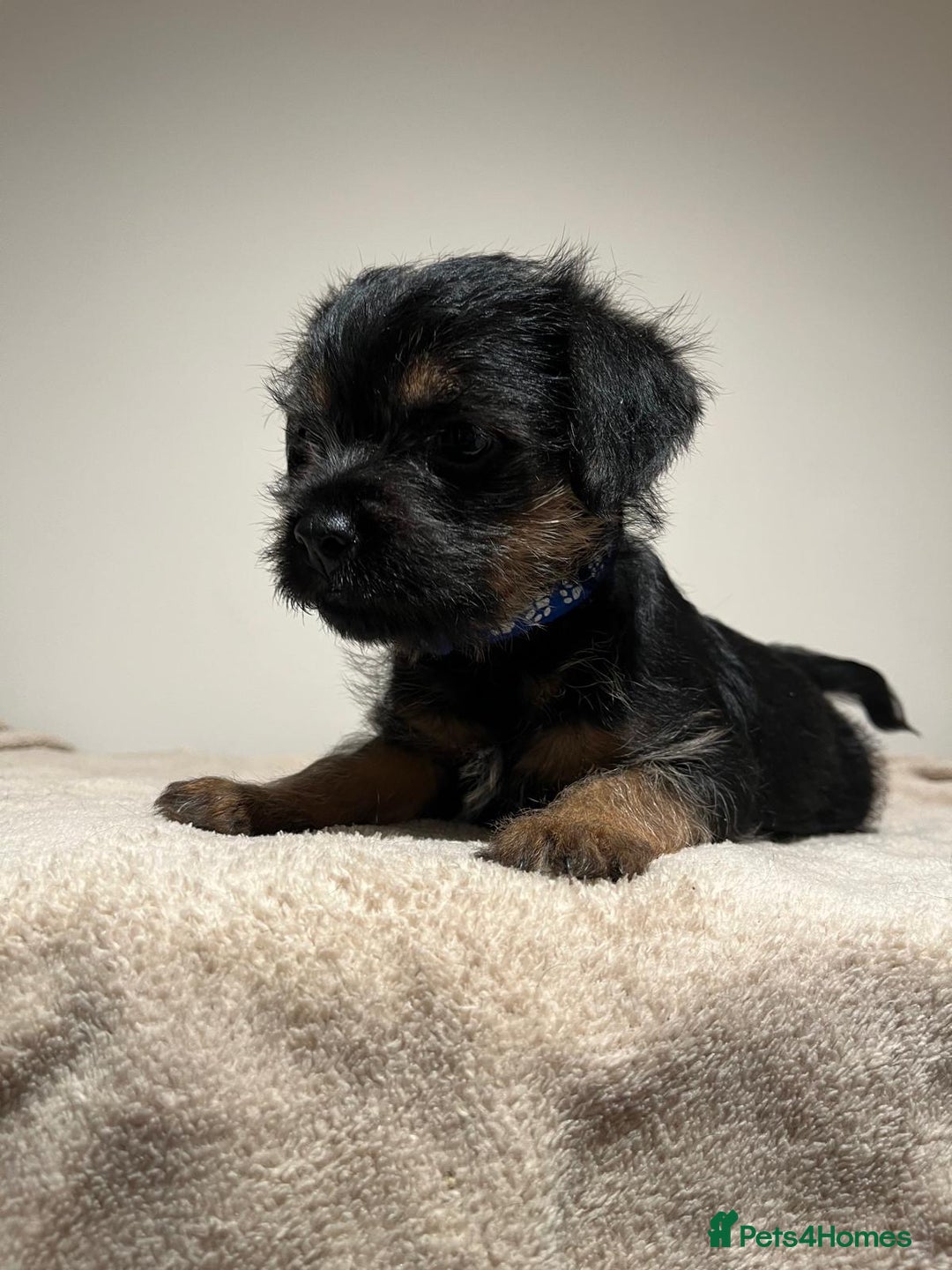Border Terrier dogs for sale: Border Terrier Puppies - Image 7