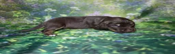 Mixed Breed dogs for sale: Field spaniel cross puppies kc Activity registered in Irvine - Advert 12