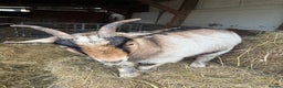 Goats livestock for sale: Pygmy goats - Advert 2