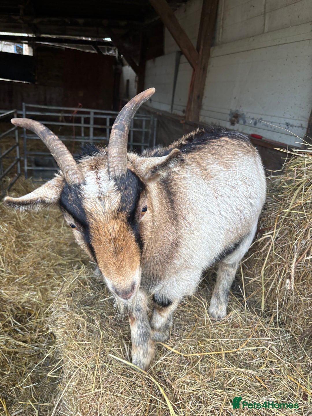 Goats livestock for sale: Pygmy goats - Advert 2
