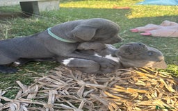 Staffordshire Bull Terrier dogs for stud: Proven KC Blue Staffy For Stud  - Image 7
