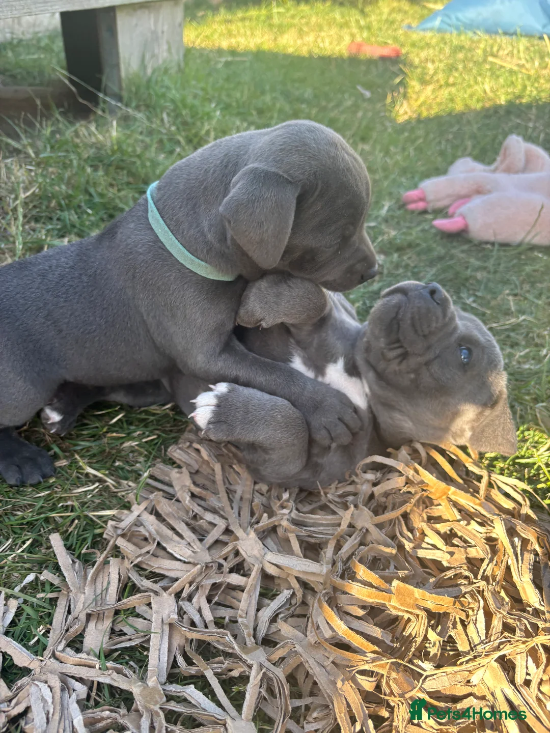 Staffordshire Bull Terrier dogs for stud: Proven KC Blue Staffy For Stud  - Advert 7