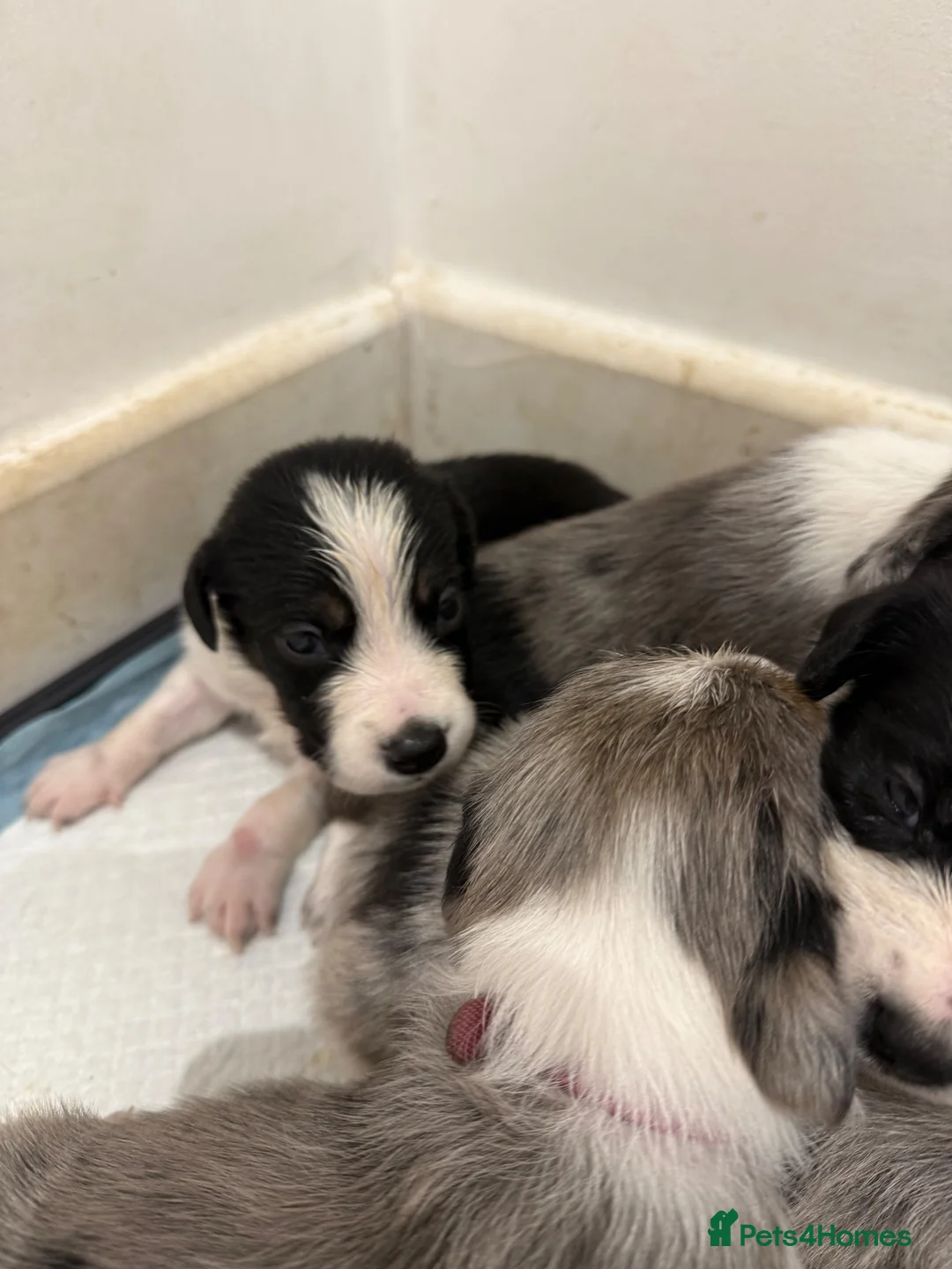 Mixed Breed dogs for sale: Collie/Cocker Mixed Puppies - Advert 17