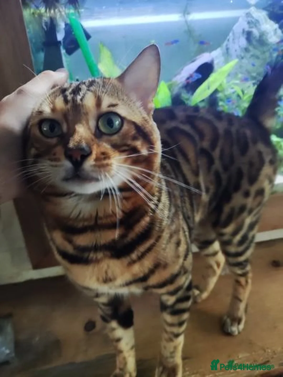 Bengal cats for stud: Proven Bengal Stud TICA pedigree beautiful marking in Durham - Image 4