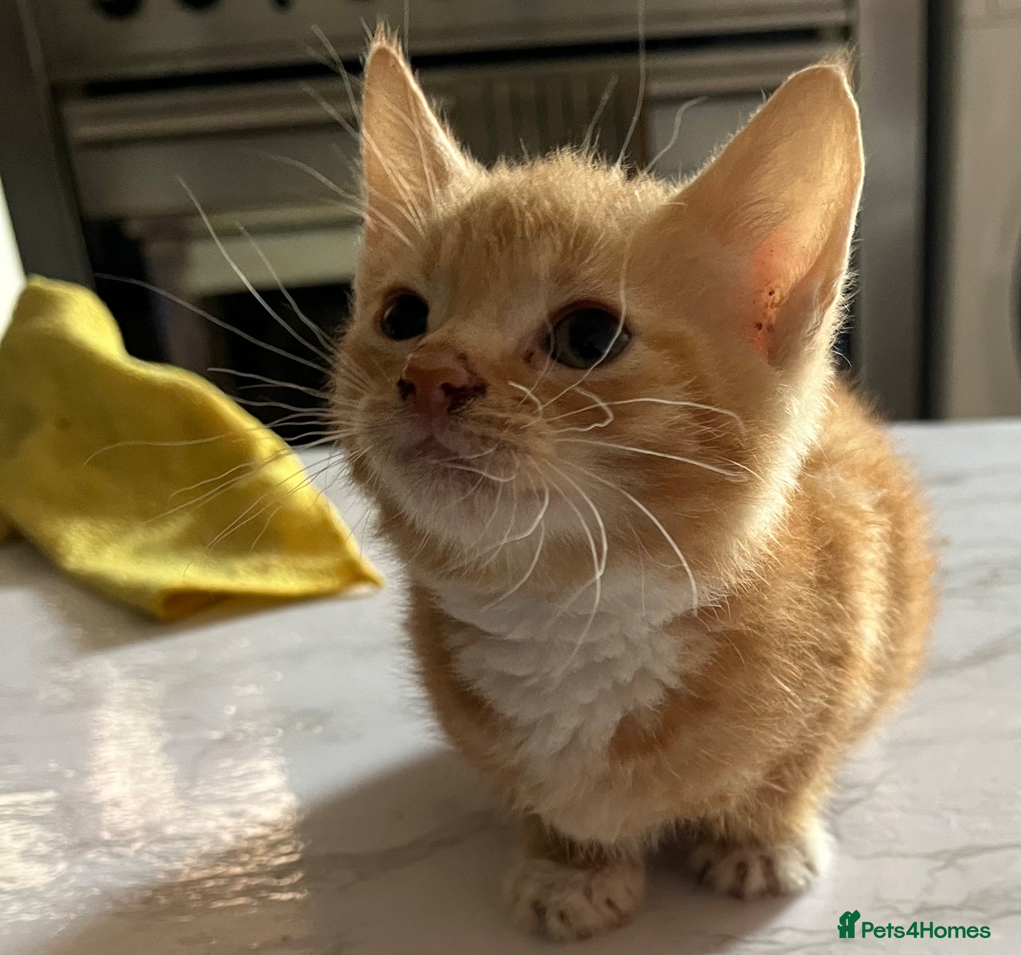 Mixed Breed cats for sale: 3 beautiful kittens for sale  - Advert 18