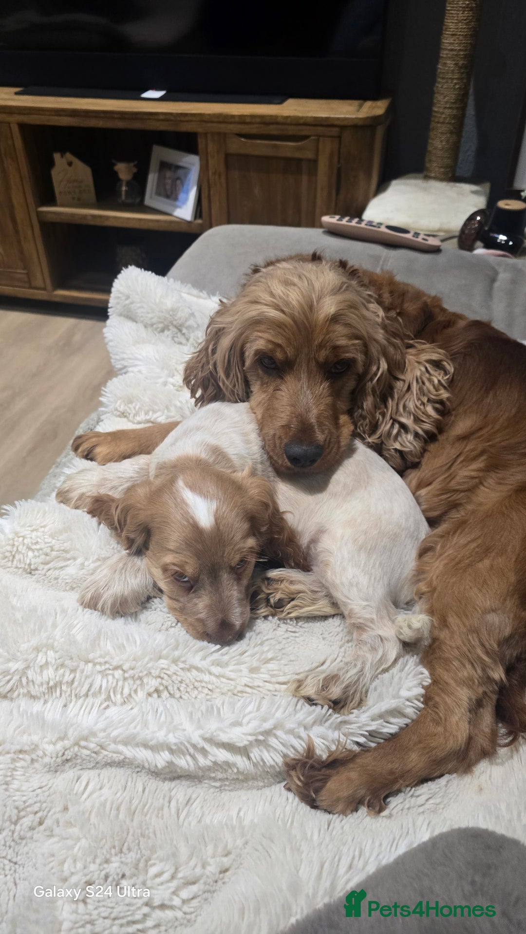 Cocker Spaniel dogs for sale: KC Health tested Show Type Orange Roan Cocker - Advert 7