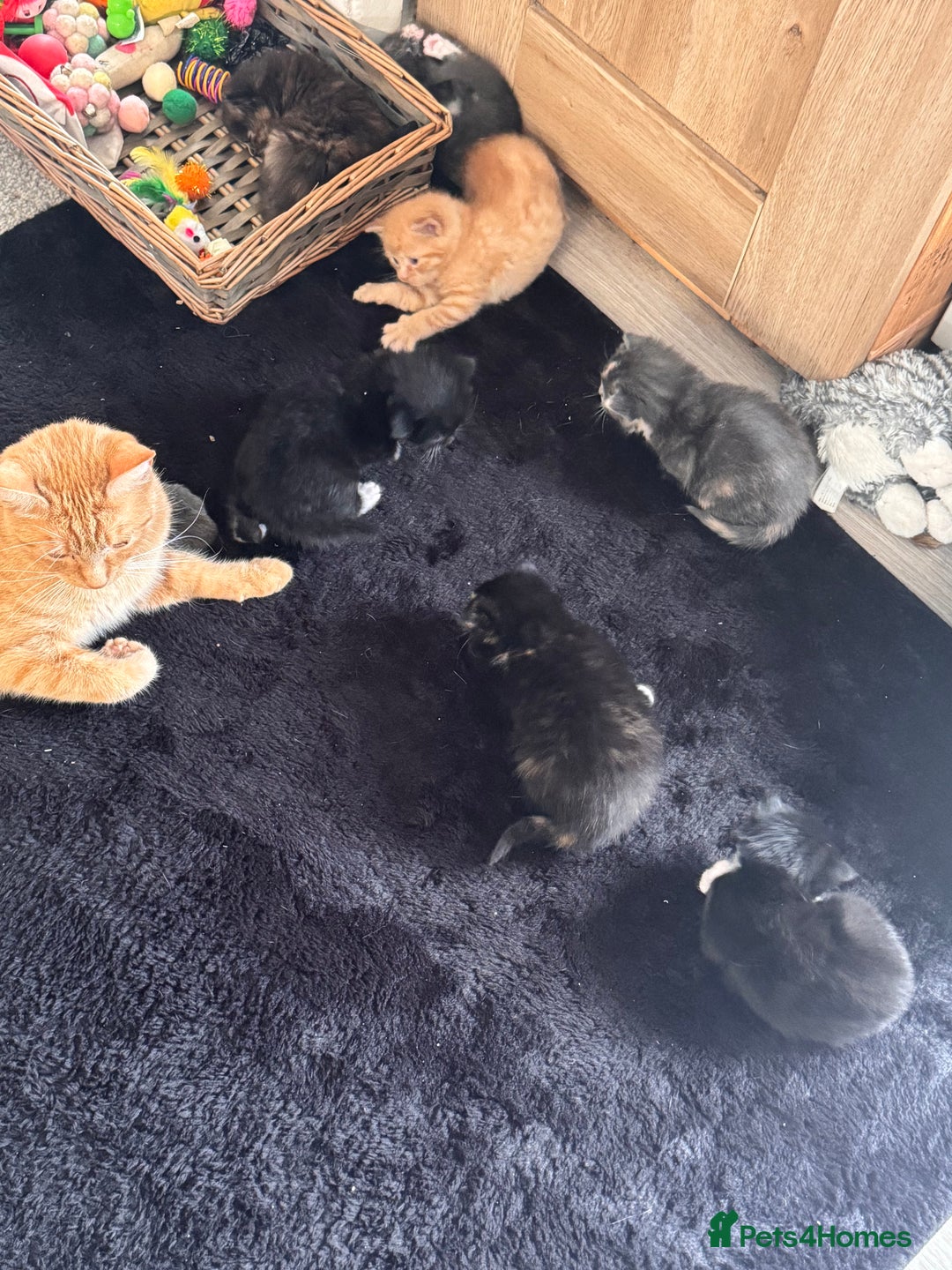 Mixed Breed cats for sale: Last of litter  - Advert 2