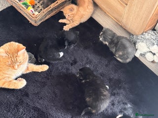 Mixed Breed cats - Advert 17