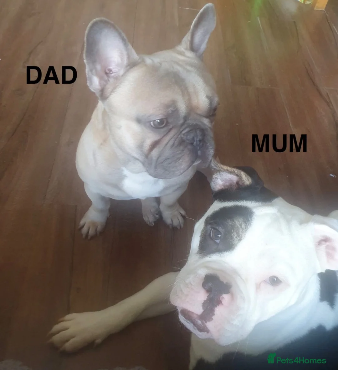 Mixed Breed dogs for sale: Stunning Olde English x French Bulldog Puppies in Milton Keynes - Advert 13