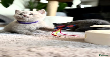 Scottish Fold cats - Advert 6