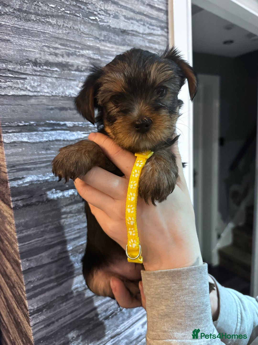 Yorkshire Terrier dogs for sale: 5x Boys 2x Girls Gorgeous Yorkshire Terriers  - Advert 5