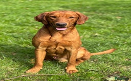 Labrador Retriever dogs for sale: Part-trained fox red Lab,FULLY HEALTH TEST PARENTS - Image 12