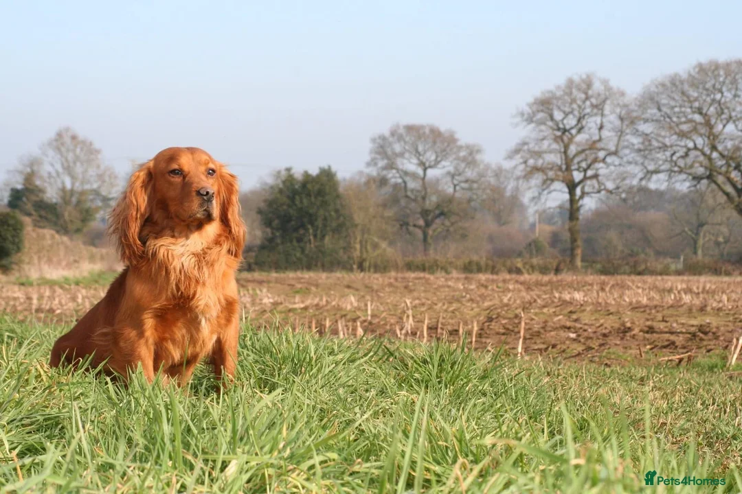 Cockerdor dogs for sale: 🌟STUNNING HEALTH TESTED FOX RED COCKERDORS 🌟 - Advert 2
