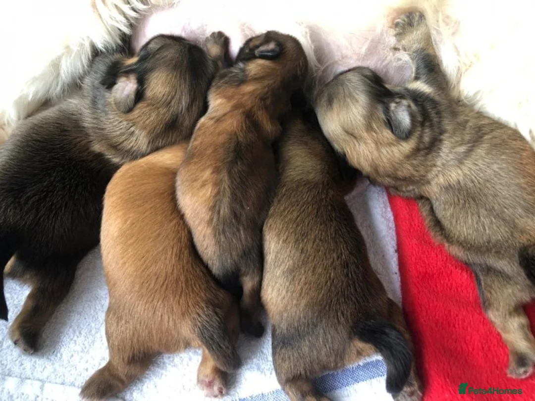 Shih Tzu dogs for stud: Shih tzu stud (Proven) not for sale in Glasgow - Advert 6