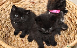 Mixed Breed cats for sale: BRITISH SHORT HAIR MIX  - Image 4
