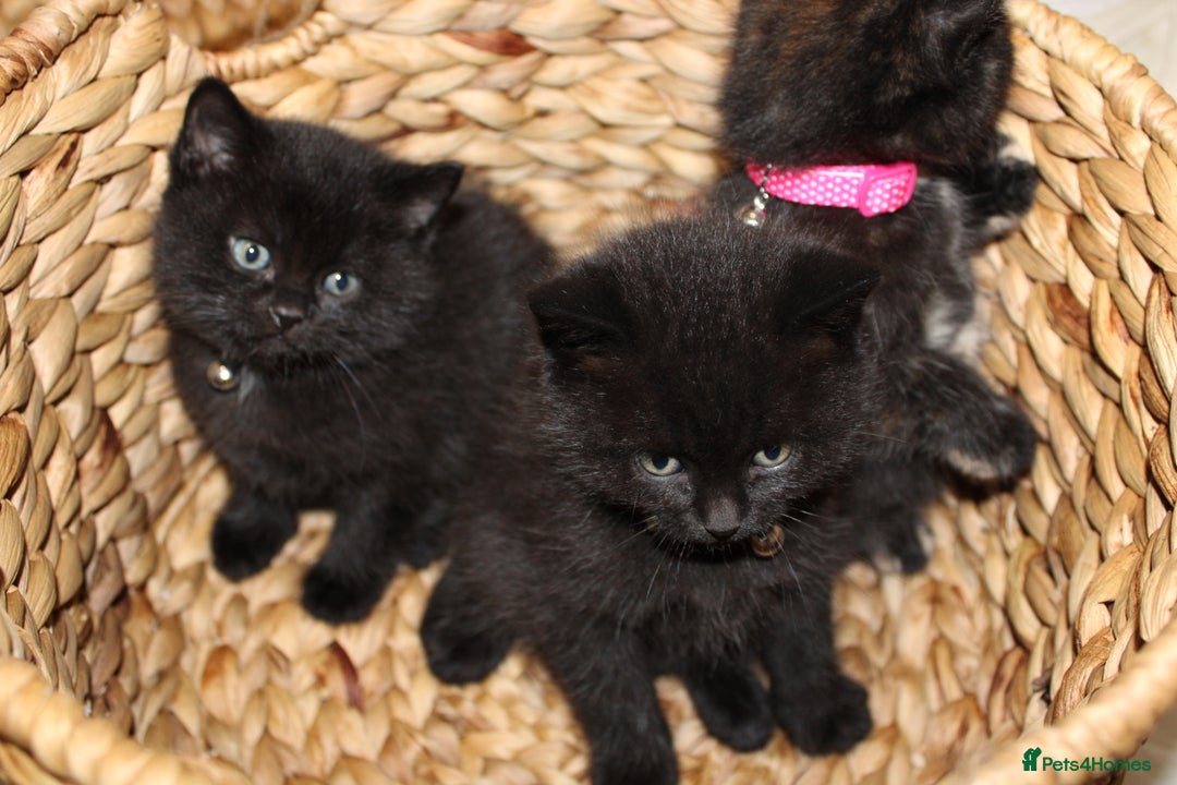 Mixed Breed cats for sale: BRITISH SHORT HAIR MIX  - Image 4