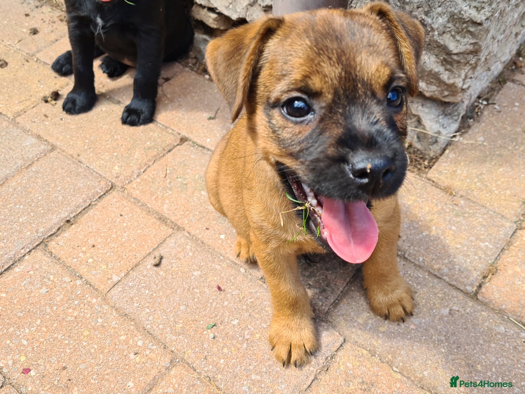 Mixed Breed dogs for sale: Border X Patterdale puppies  - Image 3
