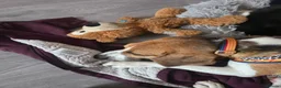 Mixed Breed dogs for sale: Amazing loyal beagle - Advert 8