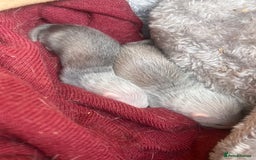 Ferret rodents for sale: Ferret kits for sale  - Image 8