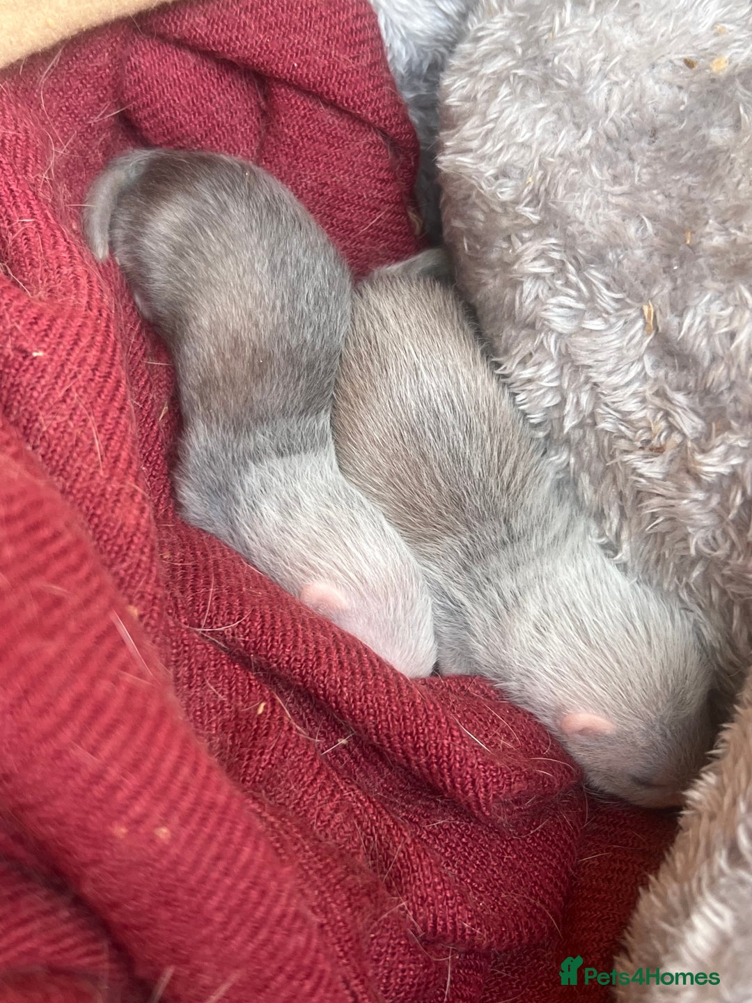 Ferret rodents for sale: Ferret kits for sale  - Image 8