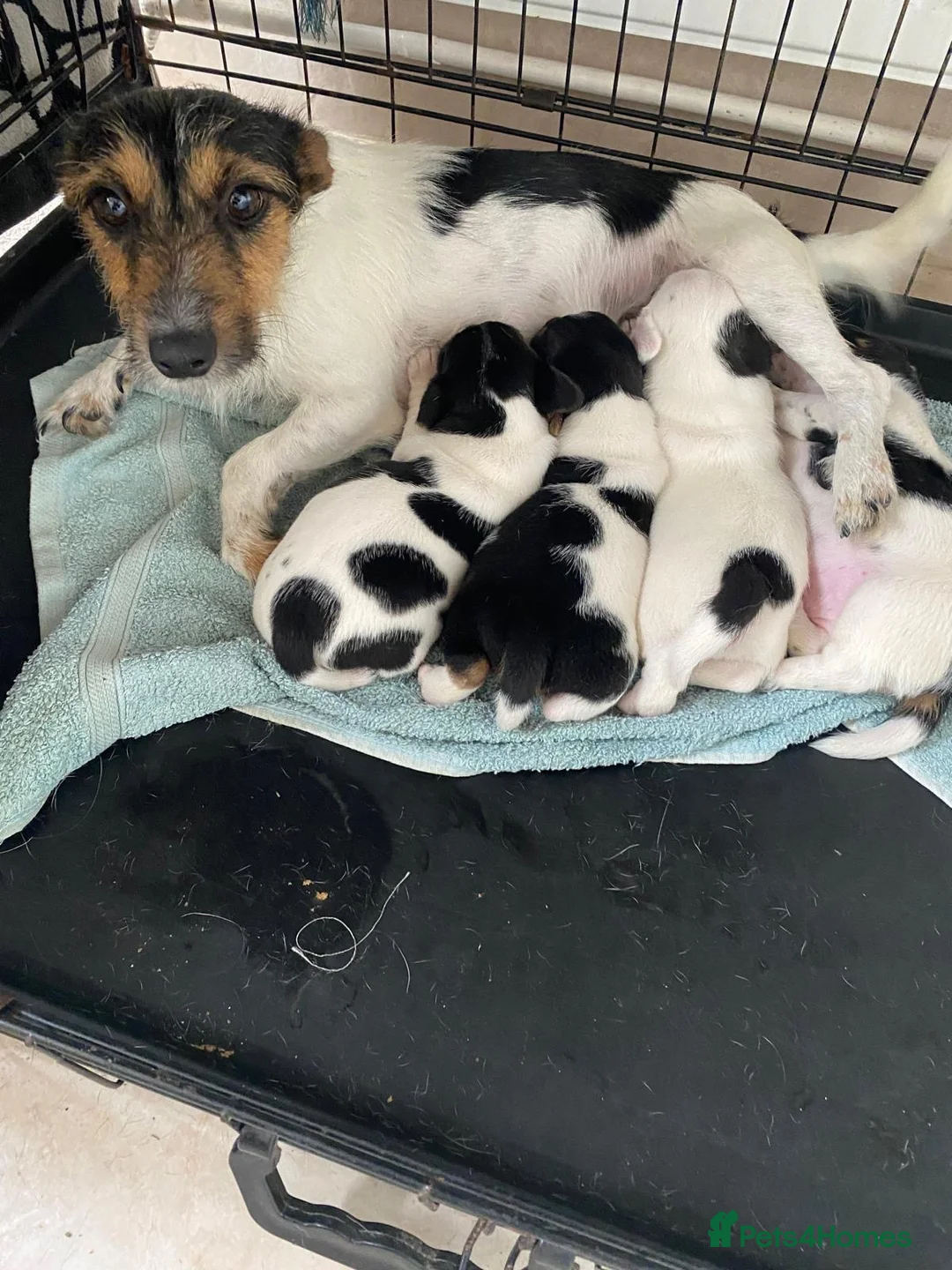 Jack Russell dogs for sale: Stunning litter of jackrussels  - Advert 1