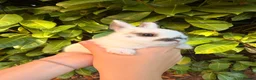 Netherland Dwarf rabbits for sale: Purebred Netherland Dwarf - Advert 4