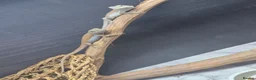Bearded Dragon reptiles for sale: Baby bearded dragons  - Advert 4