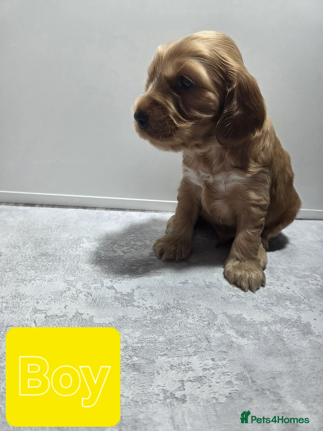 Cocker Spaniel dogs for sale: Cocker spaniel puppies - Advert 7