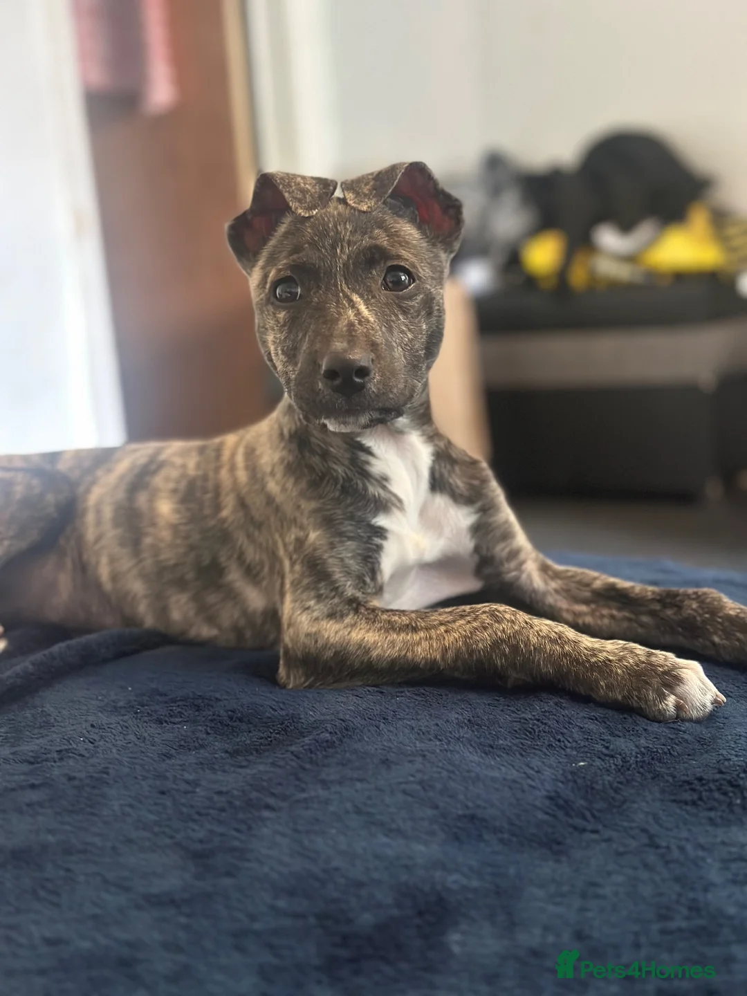 Lurcher dogs for sale: Bull greyhound puppy in Burnley - Advert 2