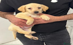 Labrador Retriever dogs for sale: Beautiful Labrador retrievers - Advert 10