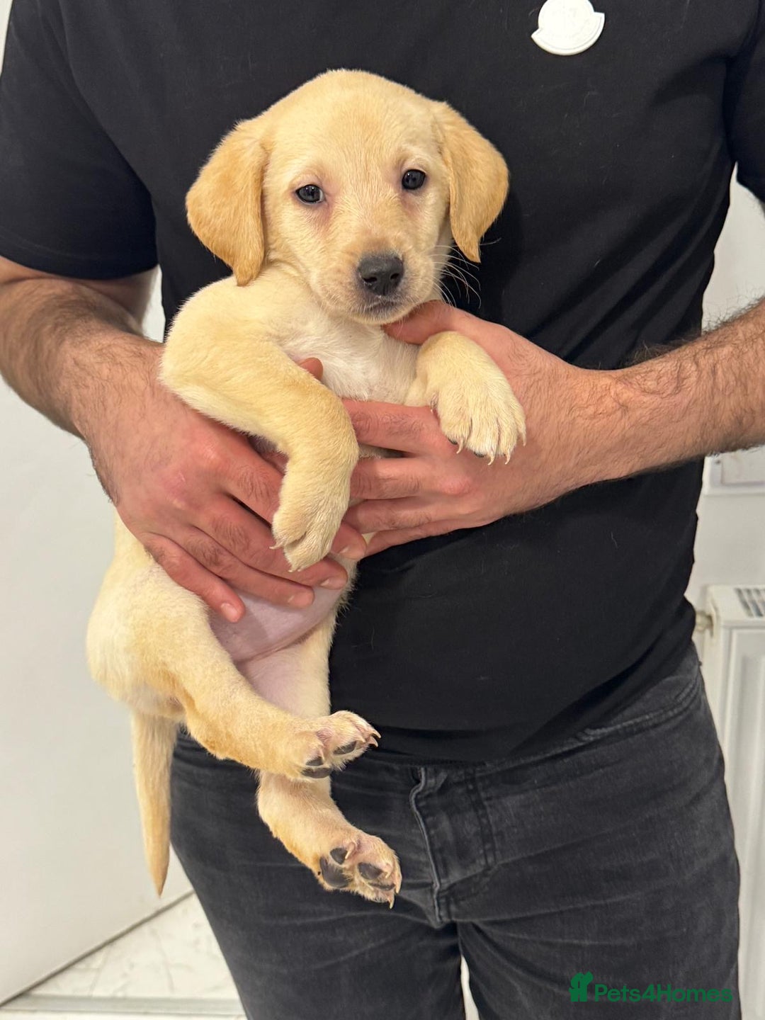 Labrador Retriever dogs for sale: Beautiful Labrador retrievers - Advert 10