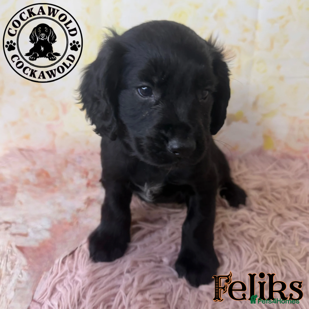Cocker Spaniel dogs for sale: 🖤 Quality Cocker Spaniels 🖤 Ready Now 🖤 - Image 11