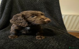 Cocker Spaniel dogs for sale: Outstanding littler of working cocker spaniels - Image 5