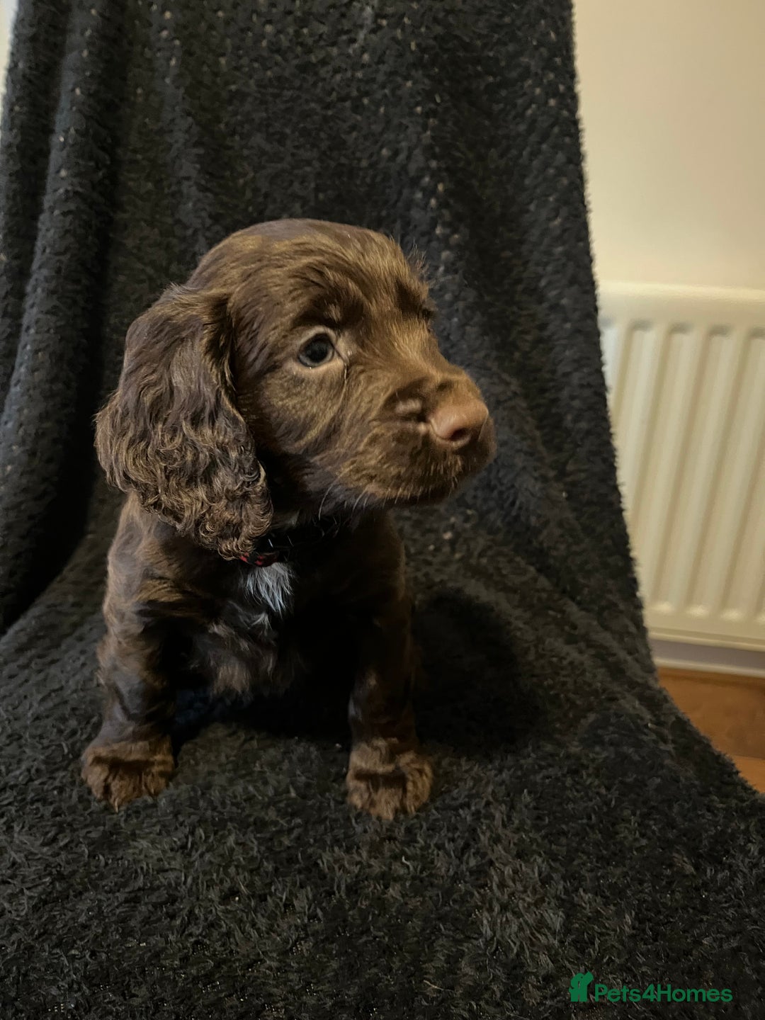 Cocker Spaniel dogs for sale: Outstanding littler of working cocker spaniels - Image 5