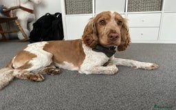 Cocker Spaniel dogs for stud: KC Reg Show Cocker Spaniel- Extensively DNA tested in Warrington - Image 11