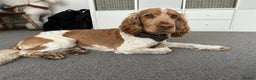 Cocker Spaniel dogs for stud: KC Reg Show Cocker Spaniel- Extensively DNA tested in Warrington - Advert 11