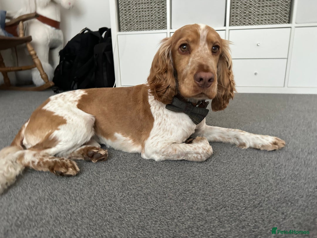 Cocker Spaniel dogs for stud: KC Reg Show Cocker Spaniel- Extensively DNA tested in Warrington - Image 11