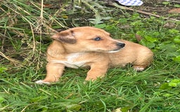 Jack Russell dogs for sale: Beautiful Mini Jack Russell Puppies  - Image 32
