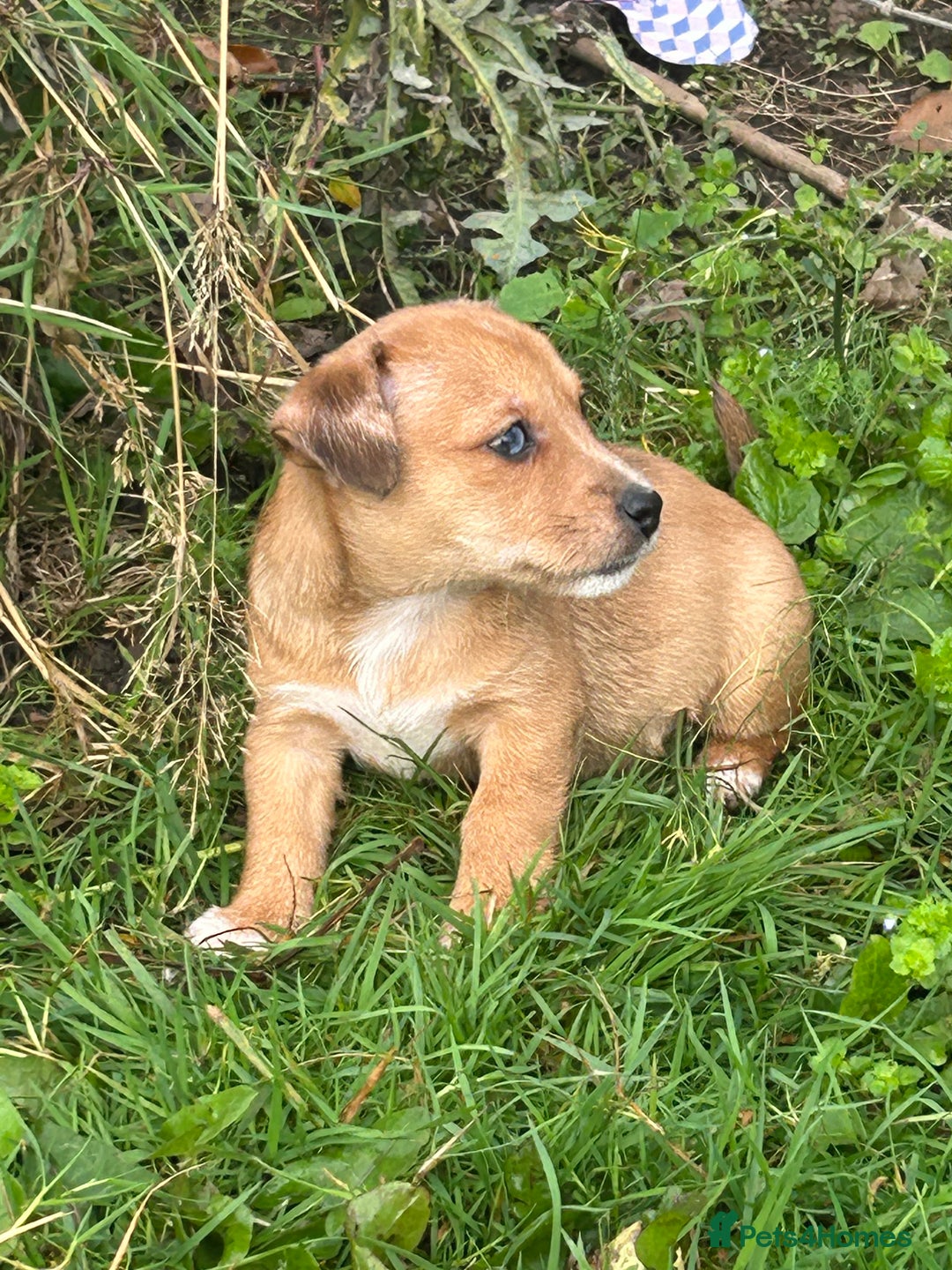 Jack Russell dogs for sale: Beautiful Mini Jack Russell Puppies  - Image 32