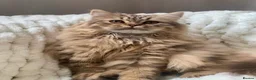 British Shorthair cats for sale: Pedigree golden kittens - black golden & chocolate - Advert 12
