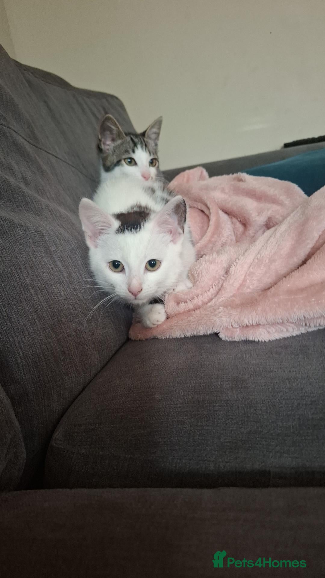 Mixed Breed cats 4/5 month old kitten - Advert 1